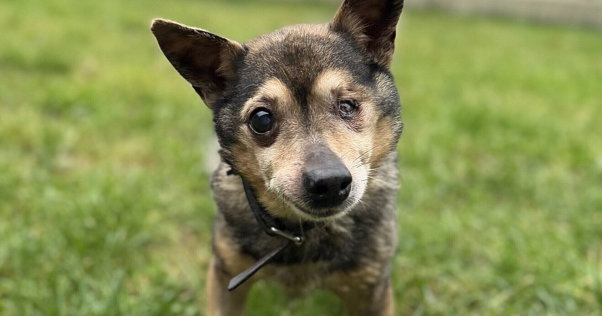 „Er hatte große Schmerzen“: Hundenotfall erschüttert Gnadenhof in Bielefeld | Nachrichten aus Ostwestfalen-Lippe