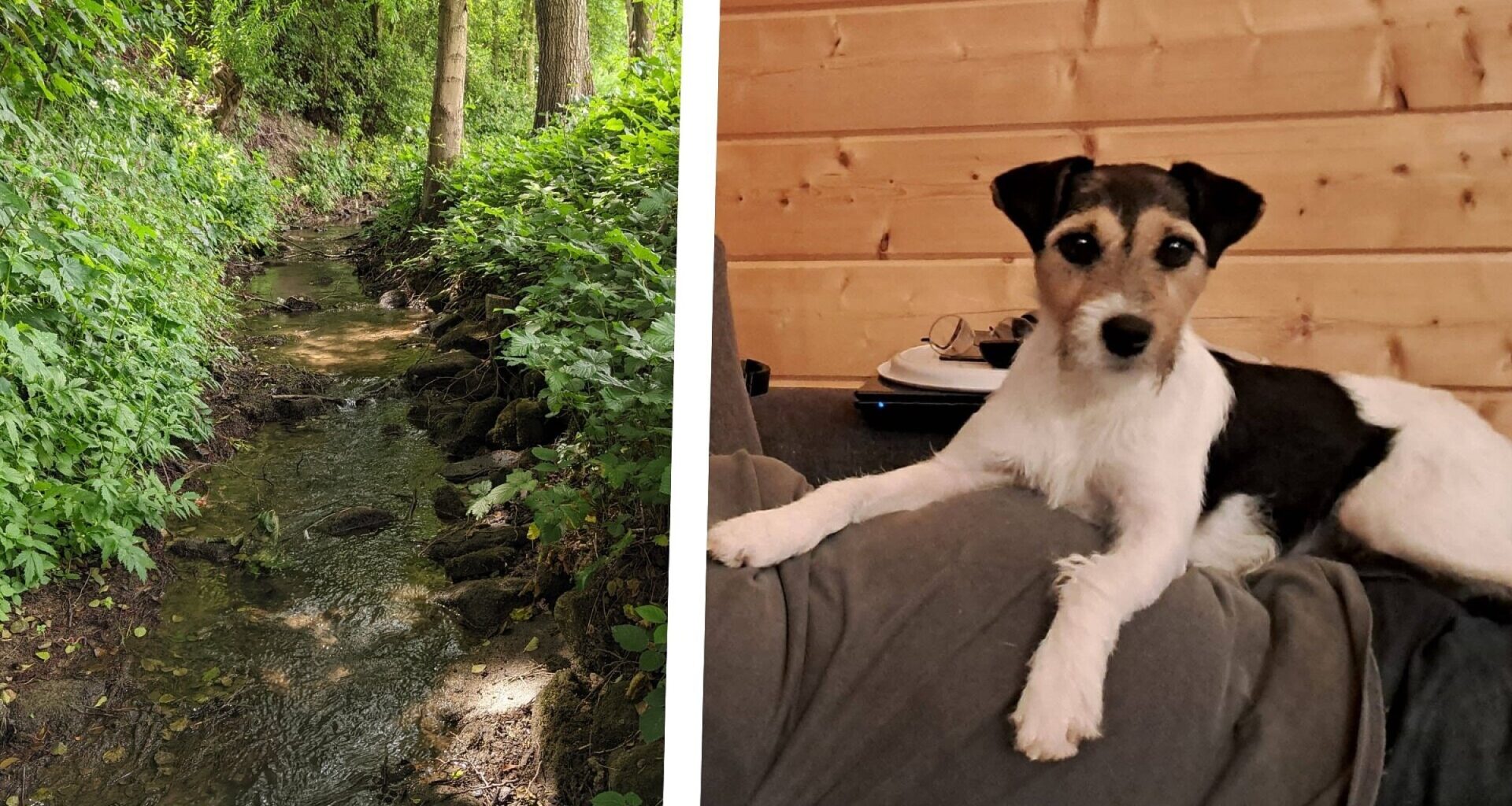 Verschwundene Hündin aus Werther tot neben Tierfalle gefunden | Haller Kreisblatt