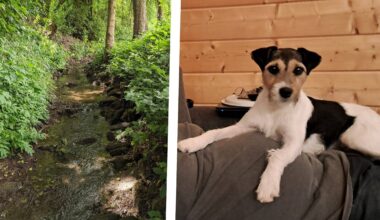 Verschwundene Hündin aus Werther tot neben Tierfalle gefunden | Haller Kreisblatt