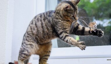 Was (Haus-)Tierbesitzer über das Borna-Virus wissen sollten