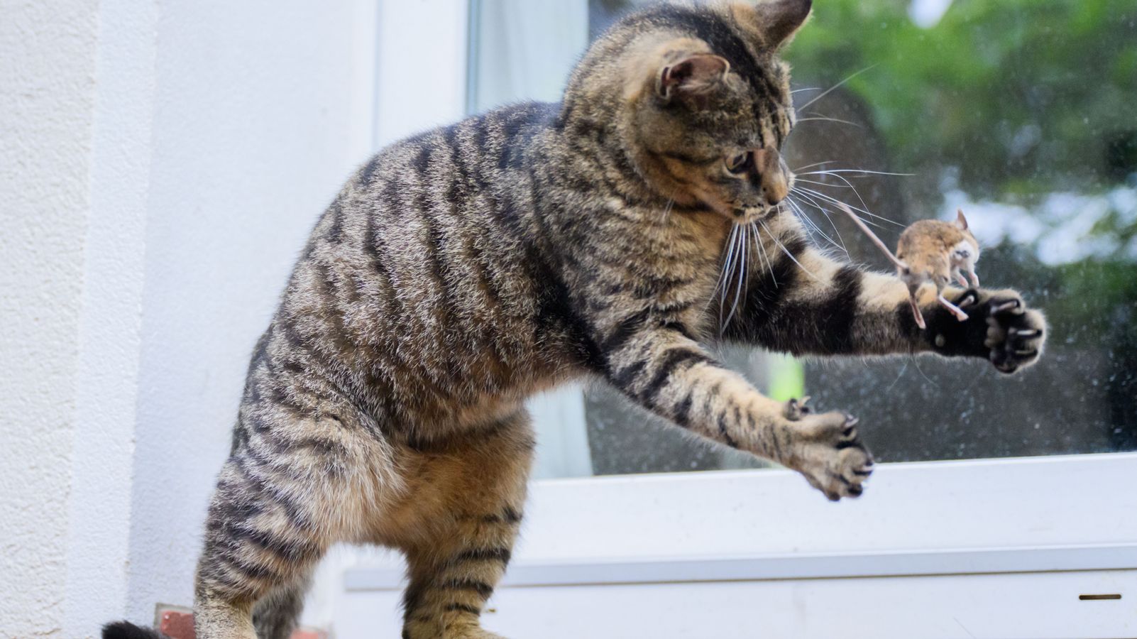 Was (Haus-)Tierbesitzer über das Borna-Virus wissen sollten