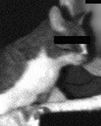 Süß, aber verboten. Die Katze begleitete ihren Besitzer bei der Fahrt