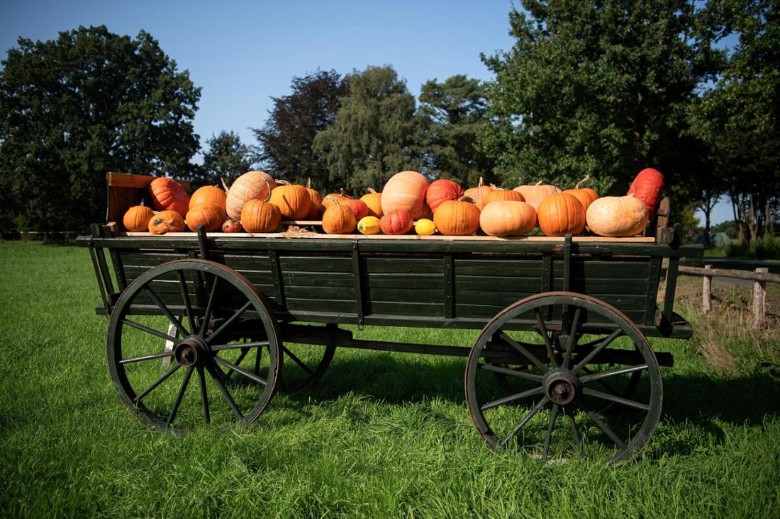 Viele Kürbisse liegen vor einem Kürbishof auf einem alten Anhänger. Viele Kürbisse leuchten zur Erntezeit auf den Feldern und an Straßenständen in der Region.