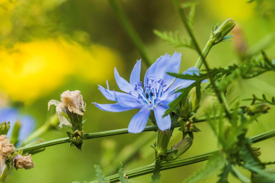 Das „Naturschutzgebiet Liebenauer Gruben“ mit viel Flora und Fauna gehört zum Landkreis Nienburg. Fischadler, Wachtelkönig und Weißstorch fühlen sich wohl rund um die Stillgewässer, die aus Kies- und Sandabbau entstanden sind. 
