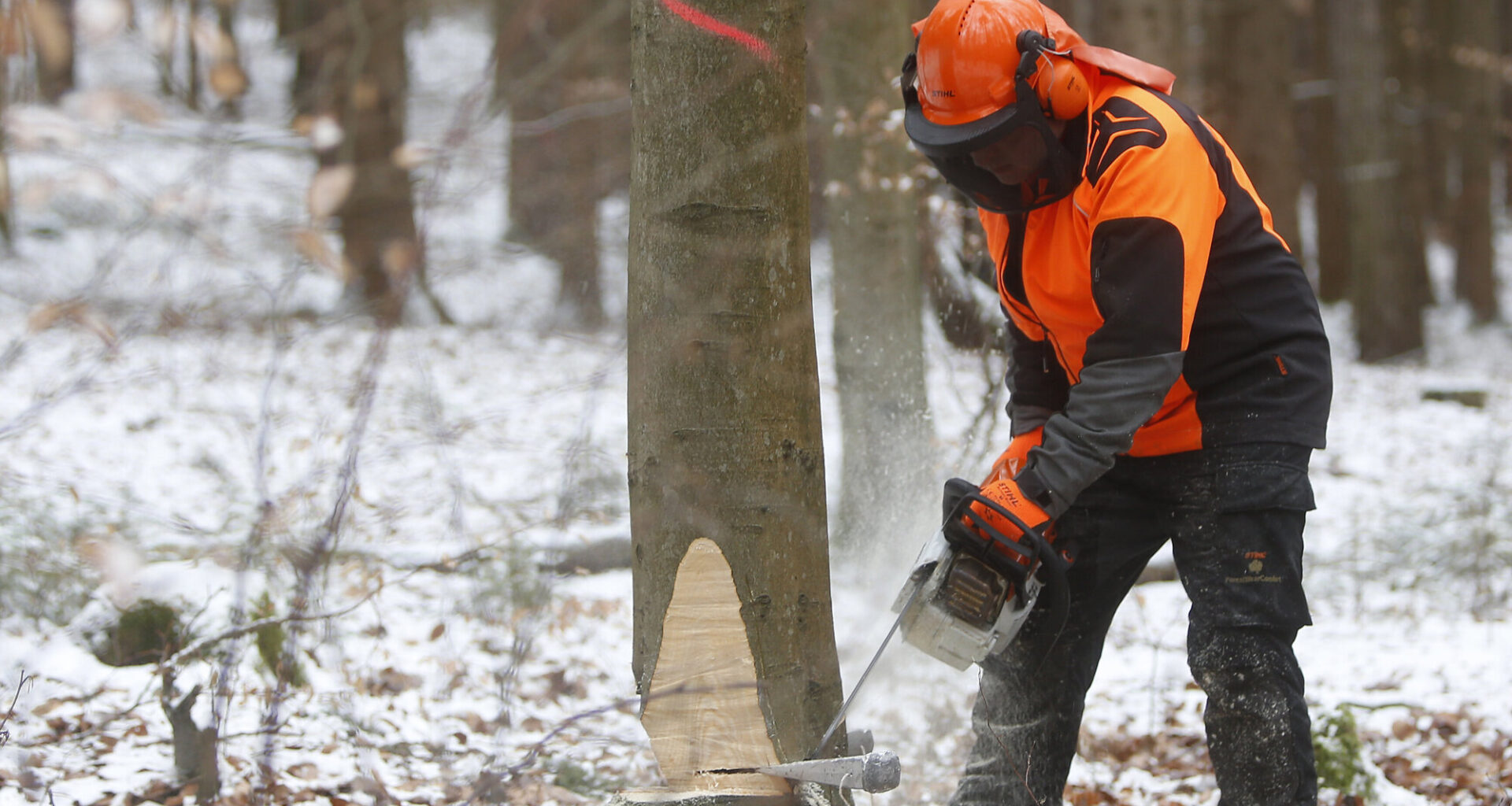 Baumfällungen angekündigt: Warum müssen in Kernen bald drei Ahorn-Bäume weg? - Nachrichten aus Kernen
