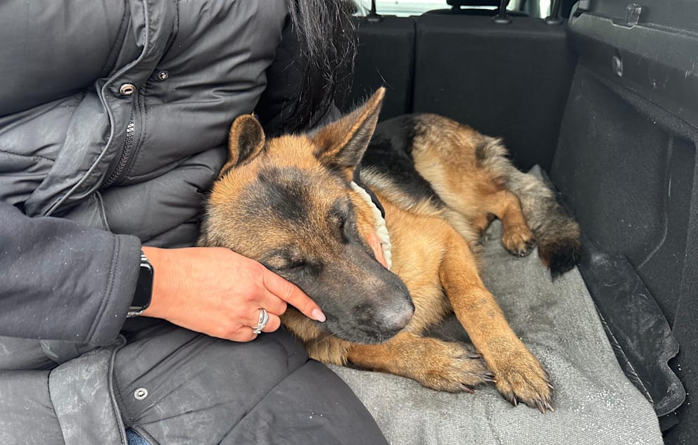 Pauli nach der Rettung - angekuschelt an seinem Frauchen. Was viele schon für unmöglich hielten, endet mit einem kleinen Wunder nach einer Nacht des Grauens.