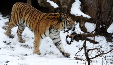Sibirischer Tiger läuft in seinem Gehege im Zoo Leipzig durch den Schnee.