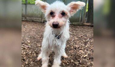 Hund Alfie hat eine letzte Chance bekommen