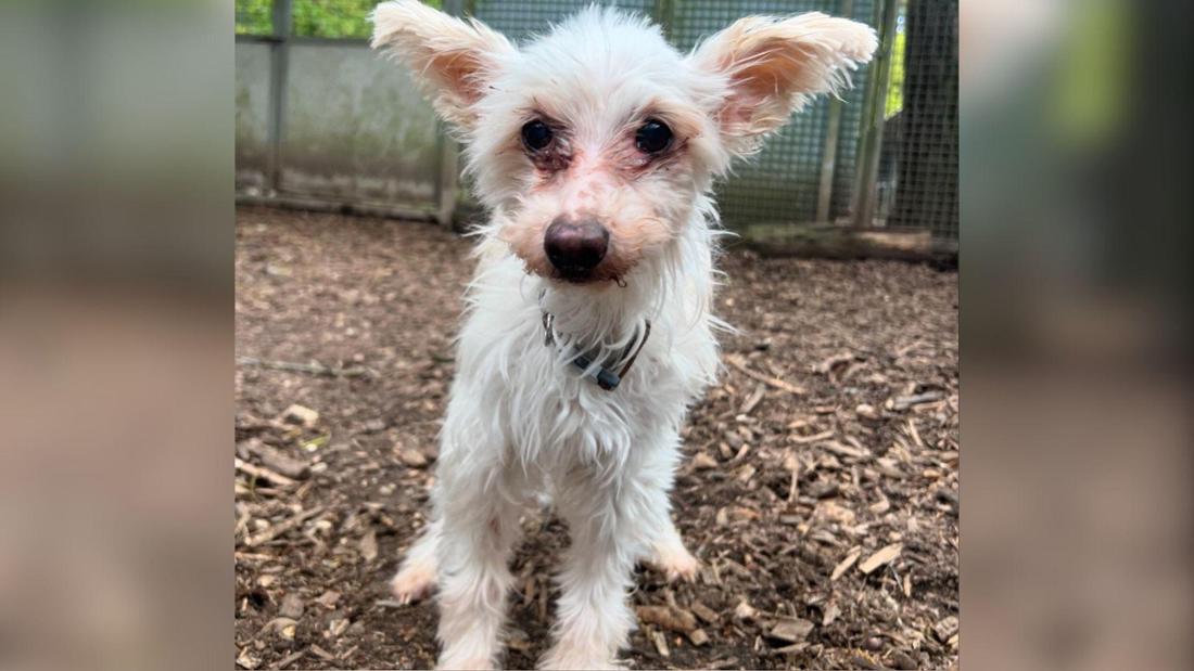 Alfie lebt derzeit im Tierheim Köln-Dellbrück.