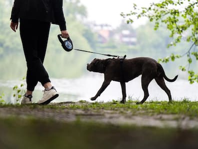 Hündin Kylie ist mit ihrer Halterin unterwegs. 