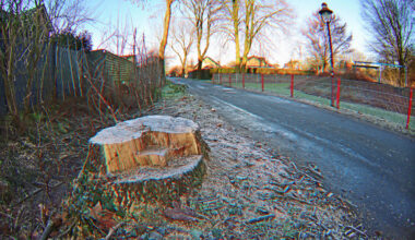 Schlechte Zeiten für alte Stadtbäume