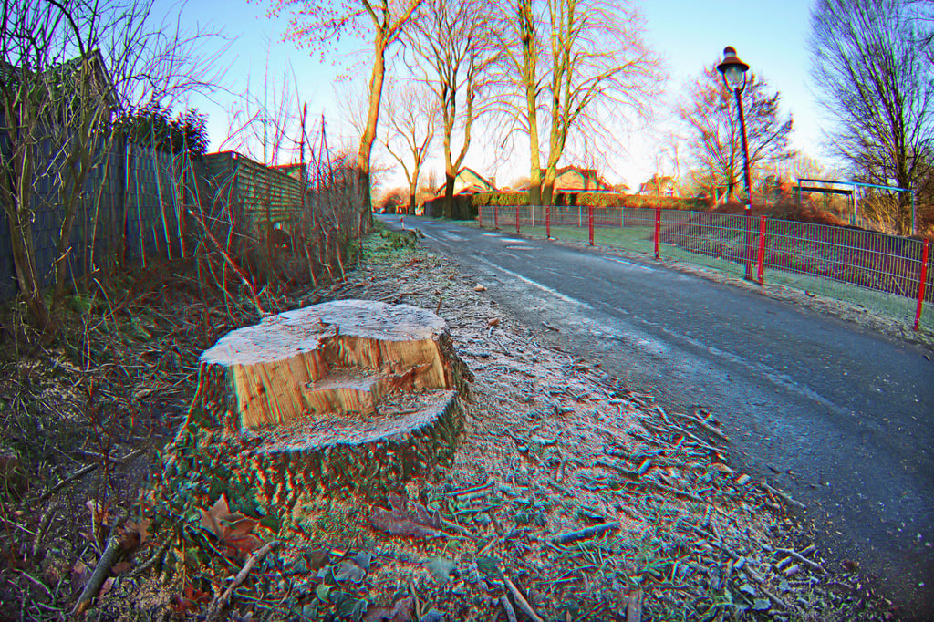 Schlechte Zeiten für alte Stadtbäume