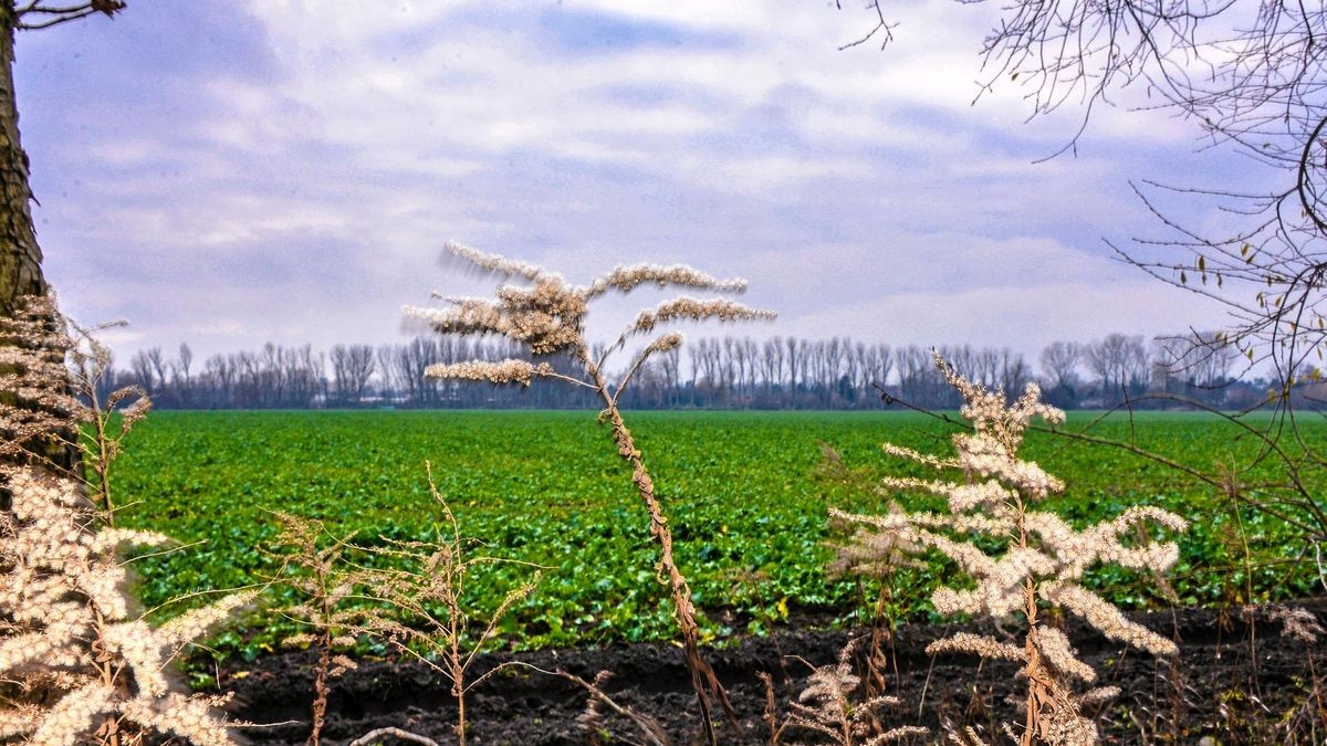 „Blankenburger Süden“: Die ehemaligen Rieselfelder am Blankenburger Pflasterweg in Pankow sollen Platz für ein Neubauquartier bieten. „Blankenburger Süden“: Die ehemaligen Rieselfelder am Blankenburger Pflasterweg in Pankow sollen Platz für ein Neubauquartier bieten.