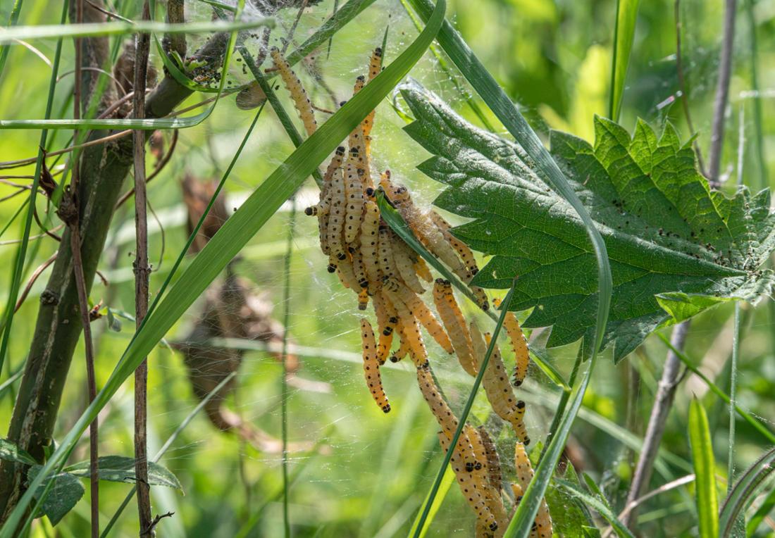 Raupen in einem Gespinst in Niederbayern.