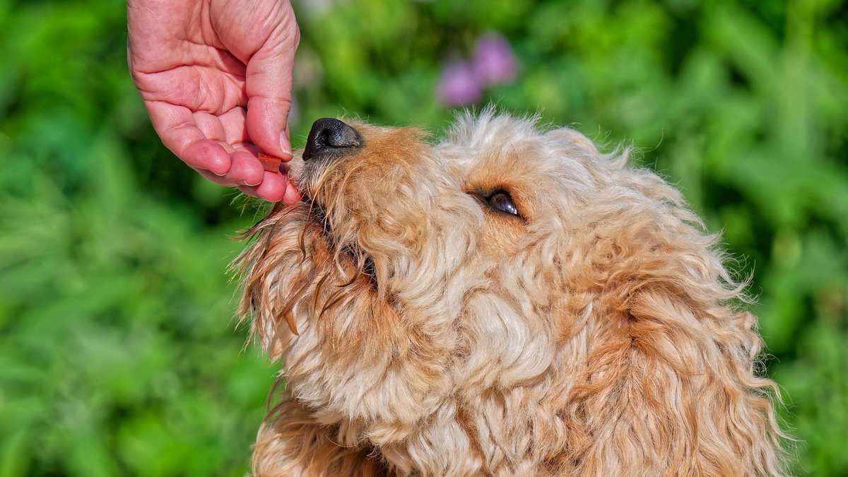 „Vom Verfüttern wird dringend abgeraten“