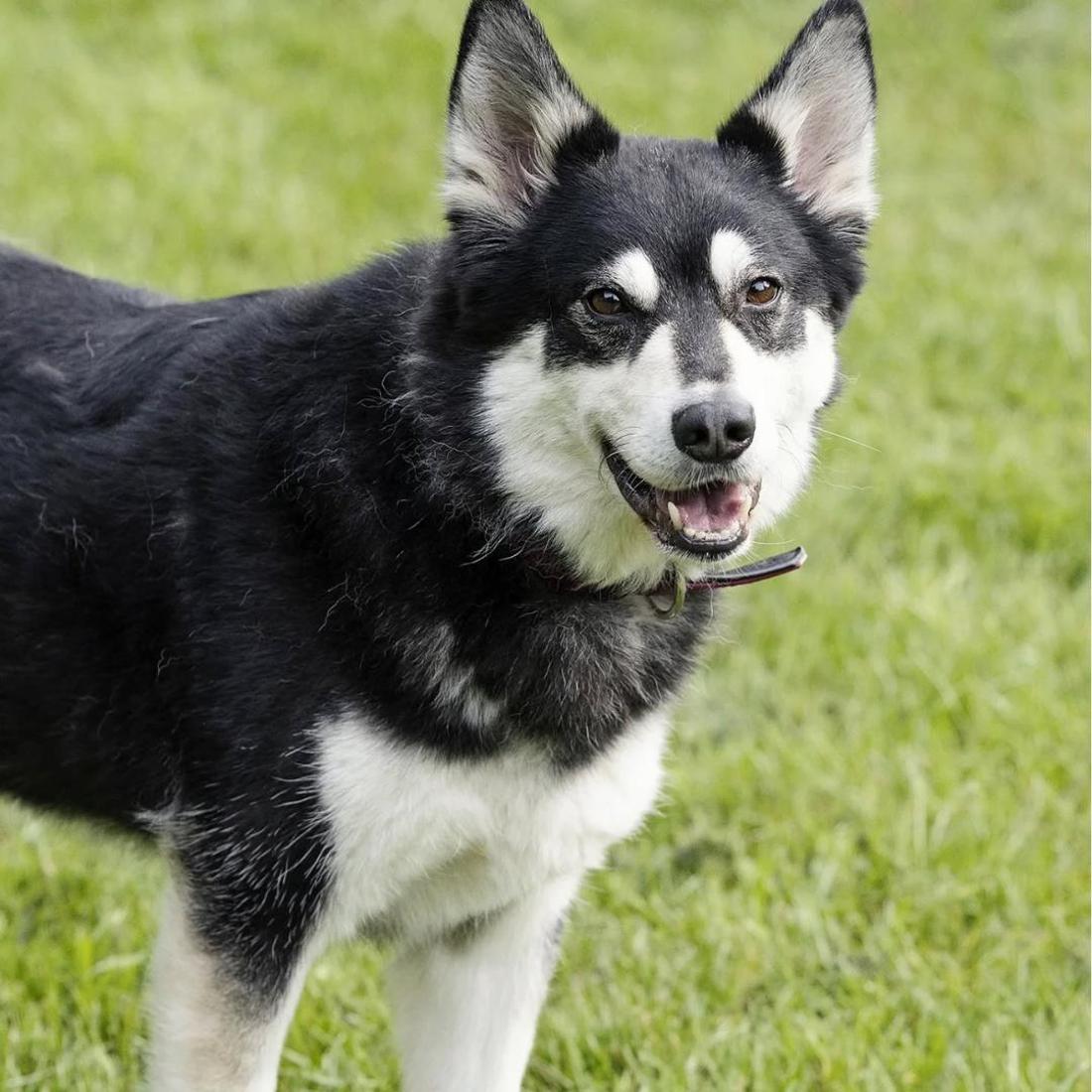 Hund Müsli kam nach der Vermittlung wieder zurück ins Tierheim Bielefeld.