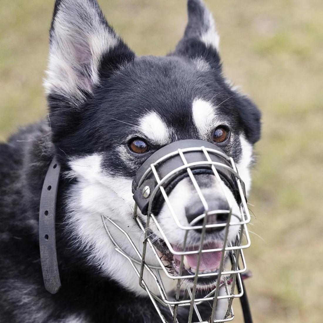 Hund Müsli muss bei längeren Spaziergängen einen Maulkorb tragen.