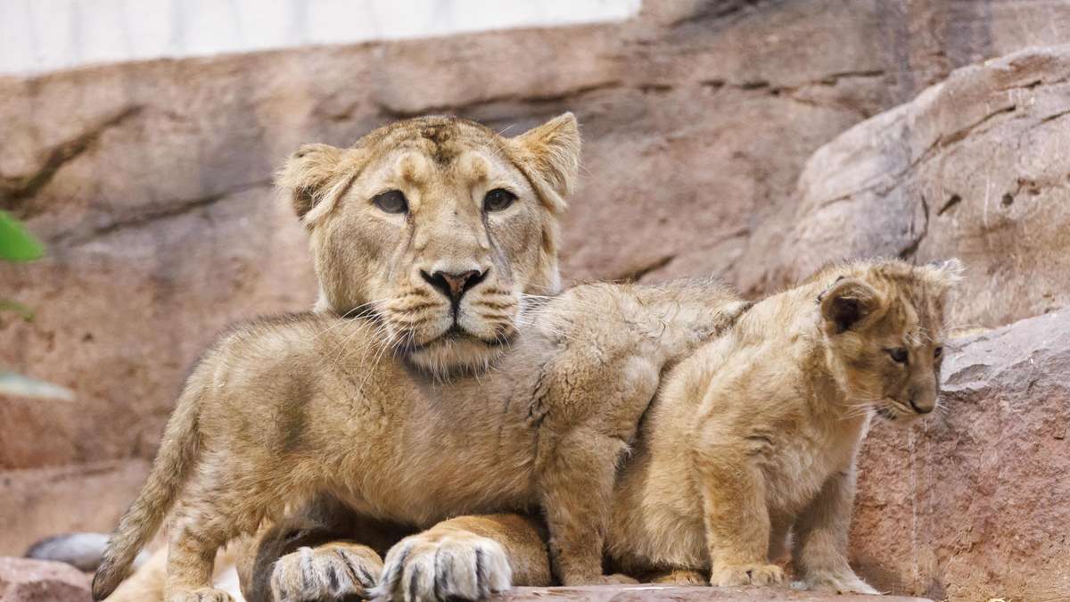 Löwenbabys in Tiergarten Nürnberg geboren – eine traurige Nachricht