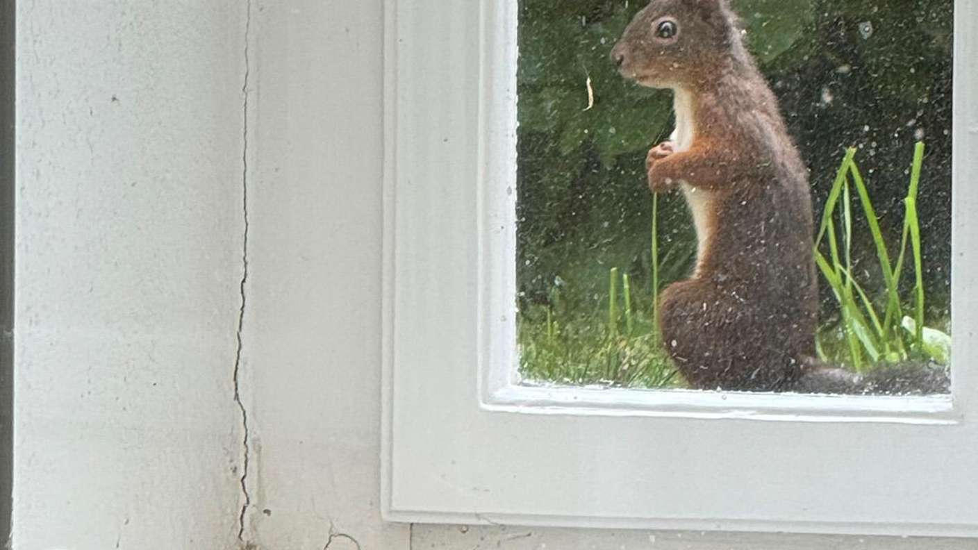 Eichhörnchen im Laden