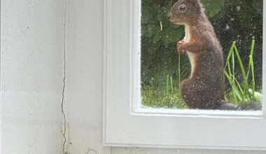 Ein Eichhörnchen kommt nur, wenn Yusuf Özcelik im Laden steht