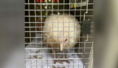 Tierschützer retten Tiere aus „Hinterhof des Grauens“