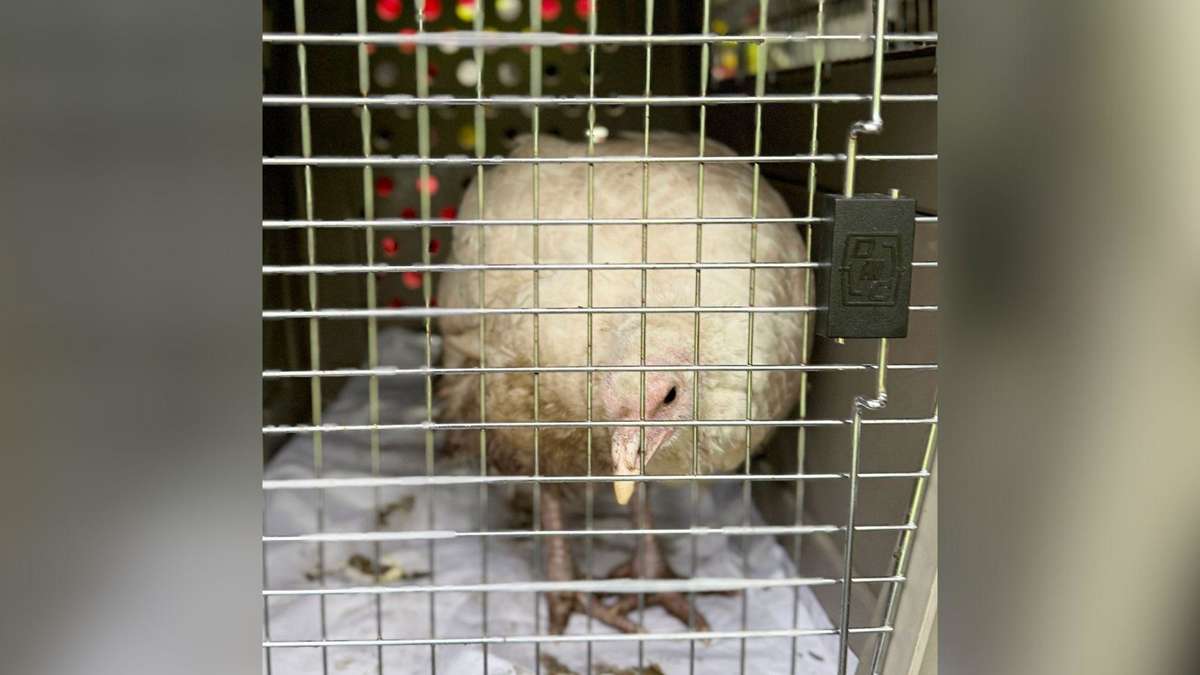 Tierschützer retten Tiere aus „Hinterhof des Grauens“