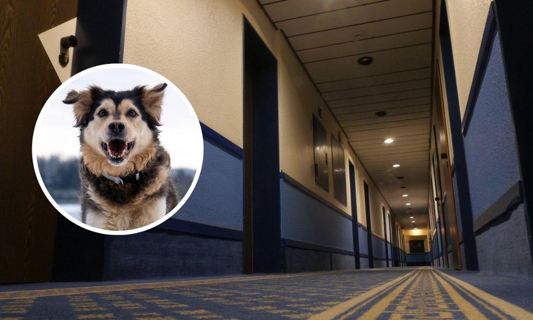 Da sich der Hund vor der Hotelzimmertür befand, traute sich die Familie nicht mehr nach draußen.