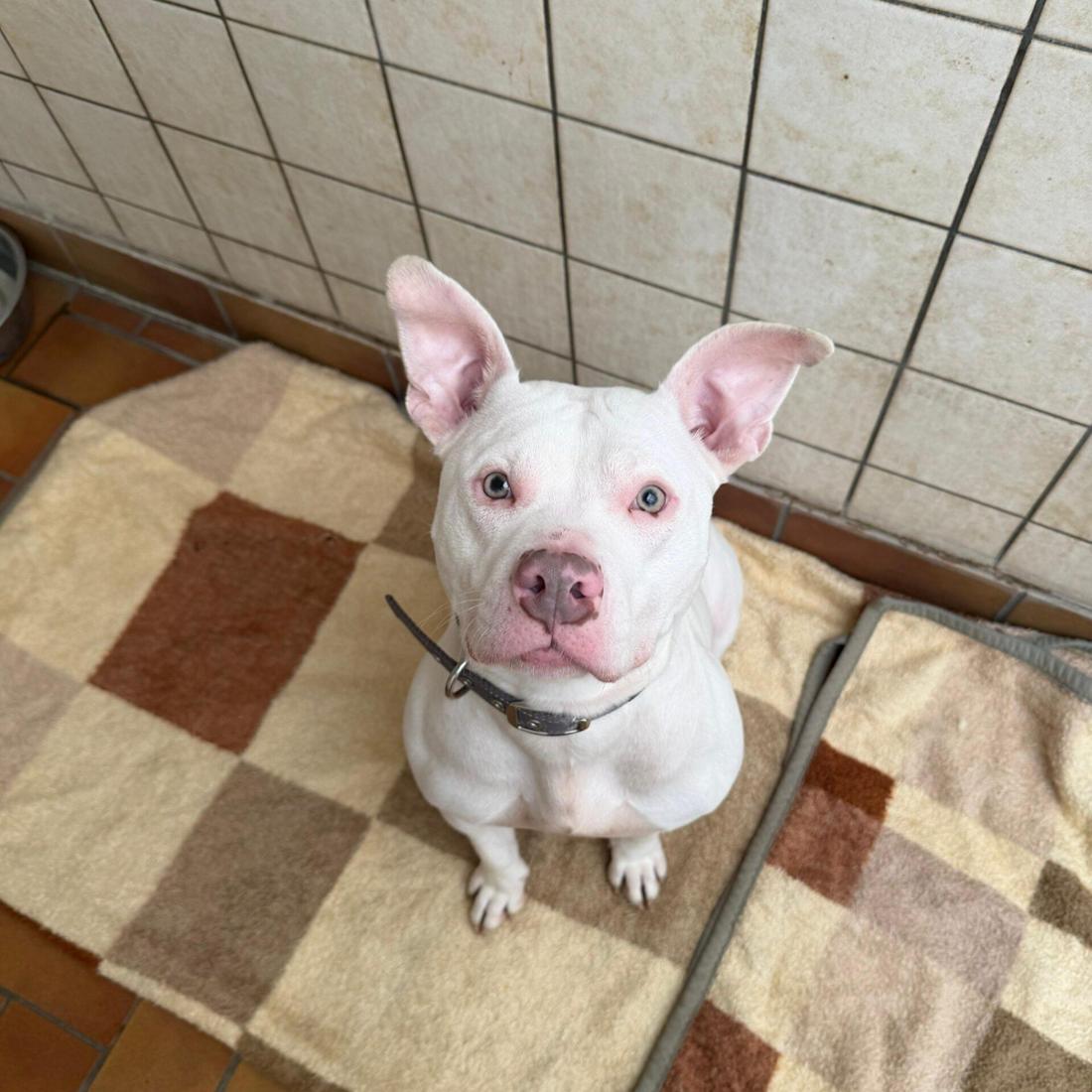 Hündin Maggy aus dem Tierheim Duisburg.