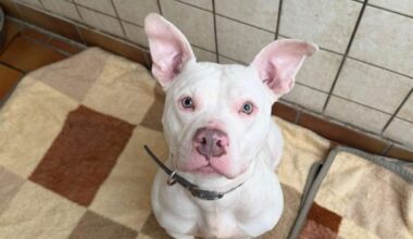 Hündin wurde im Tierheim abgegeben