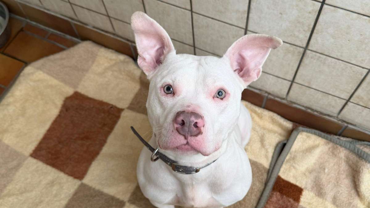 Hündin wurde im Tierheim abgegeben