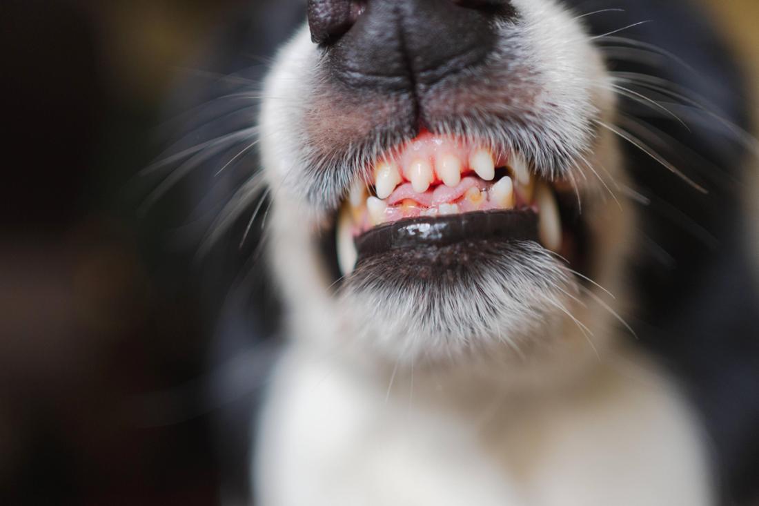 Ein Familienvater rief aufgrund ihres eigenen Hundes die Polizei – Tierschützer fordern aufgrund Fälle wie dieser die Einführung eines Hundeführerscheins (Symbolbild).