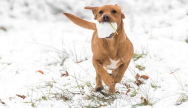 Eis-Kälte und Streusalz quälen Haustiere