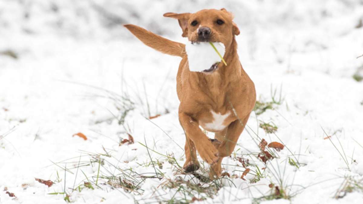 Eis-Kälte und Streusalz quälen Haustiere