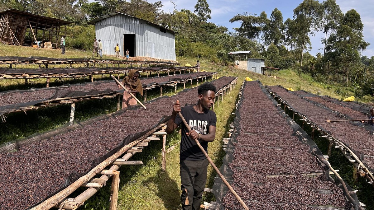 Kaffeebauern in Bonga, Äthiopien