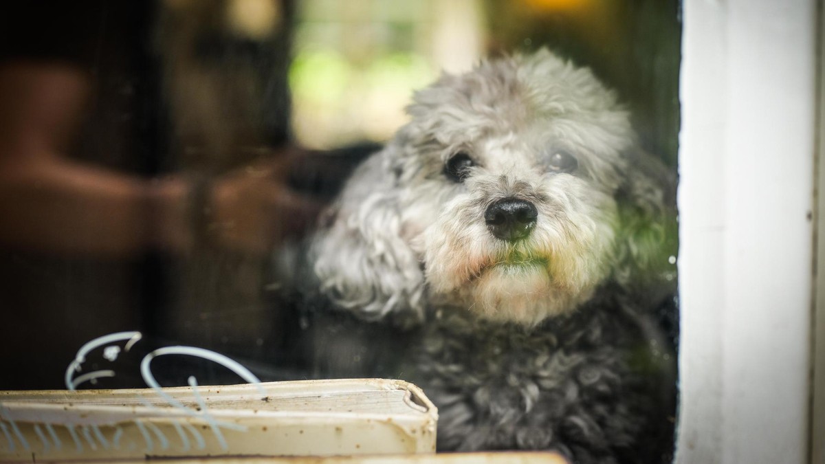Ein Pudel mit „einem starken Charakter“ hielt die Tierheim-Mitarbeitenden 2025 auf Trab. (Symbolbild) Paasmühle in Hattingen