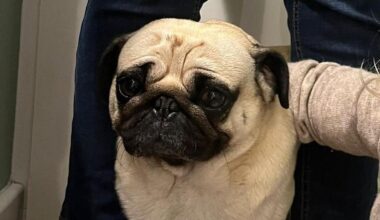 Mops seit Silvester in Hamburg verschwunden: Besitzer setzen Finderlohn aus 