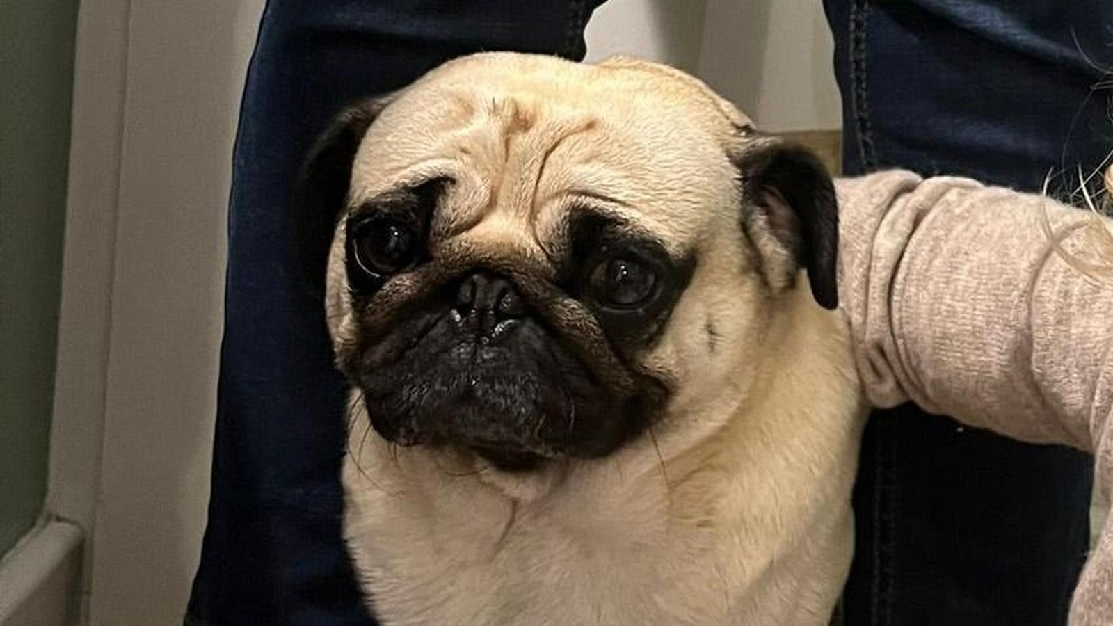 Mops seit Silvester in Hamburg verschwunden: Besitzer setzen Finderlohn aus 