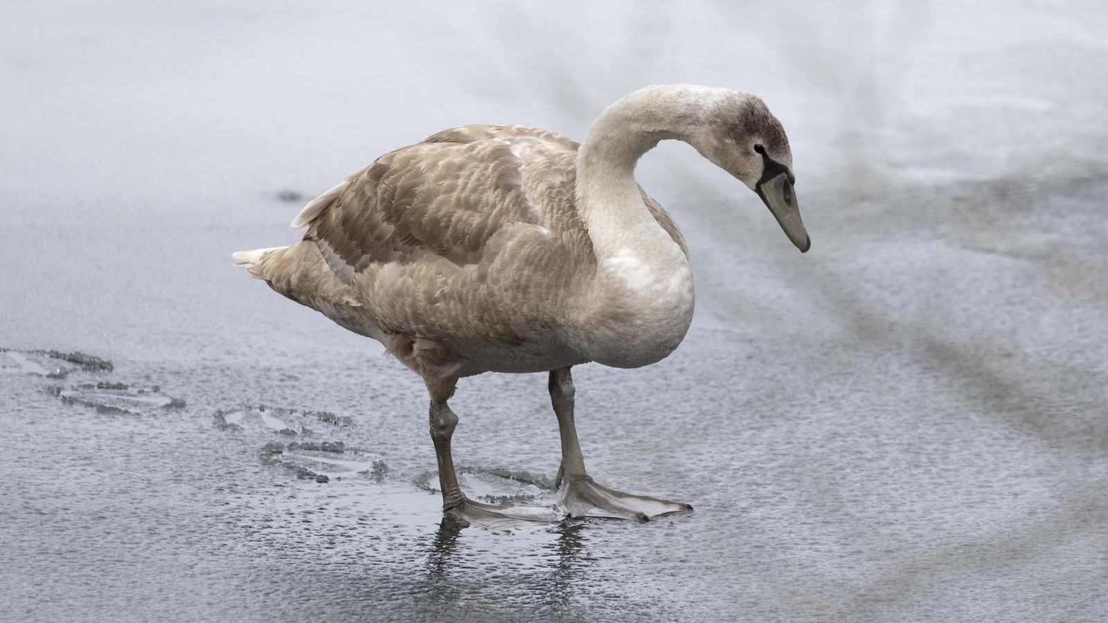 So sind die Wetter- und Rodel-Aussichten
