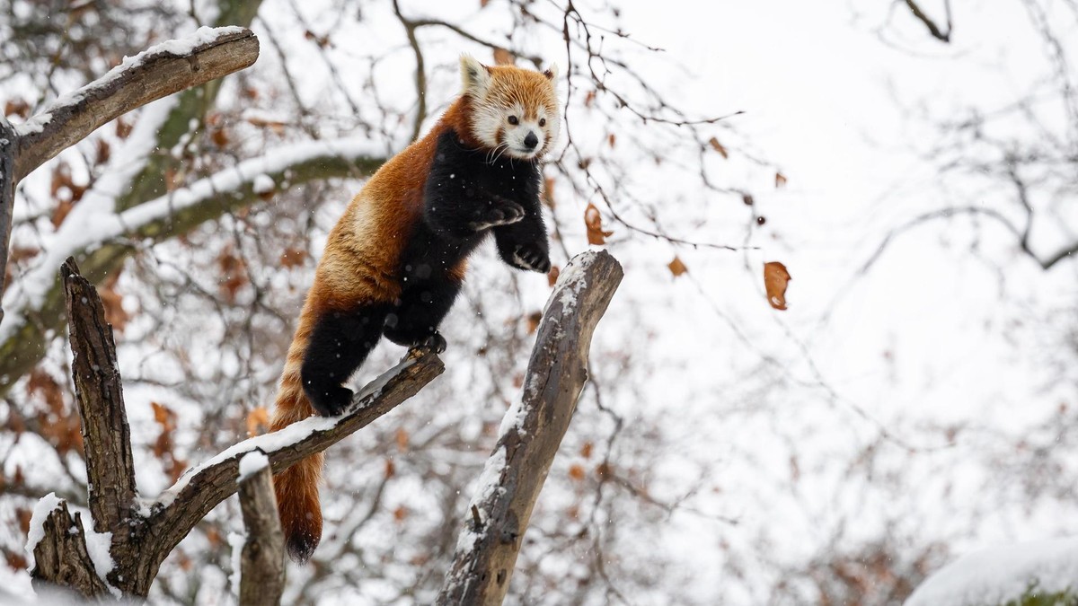 Wintereinbruch in Zoo und Tierpark: Der Rote Panda erlebt jetzt seine beste Zeit. Wintereinbruch in Zoo und Tierpark