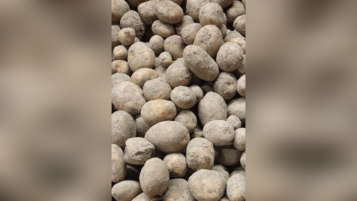 Die Kartoffeln aus Frohburg