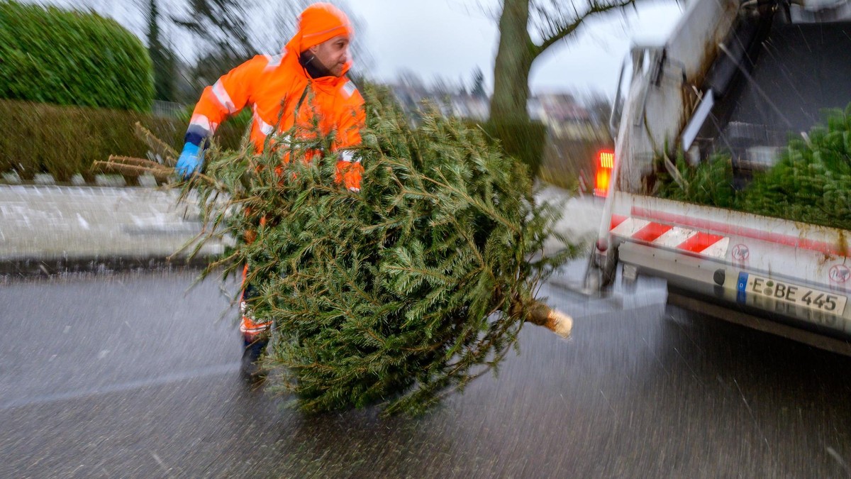 Essen: Tannenbaum-Abholung der EBE