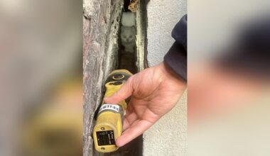 Katze in Bochum vier Tage zwischen Wänden eingeklemmt: Feuerwehr rettet sie