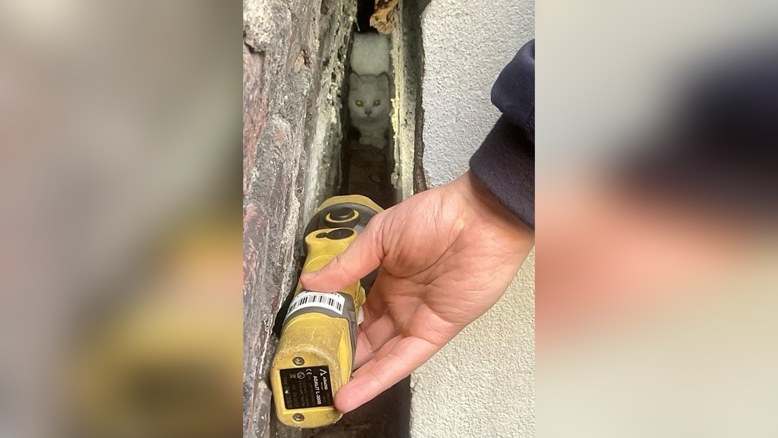 Katze in Bochum vier Tage zwischen Wänden eingeklemmt: Feuerwehr rettet sie