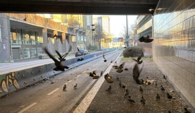 Wilde Tauben kehren immer wieder in Essener Straßentunnel zurück