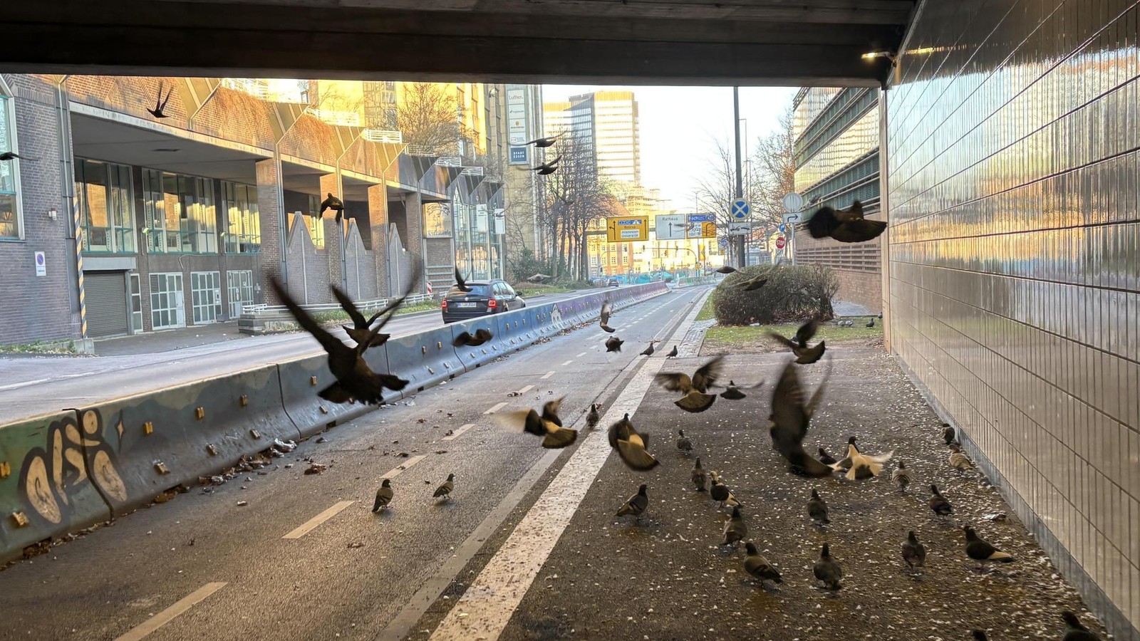 Wilde Tauben kehren immer wieder in Essener Straßentunnel zurück