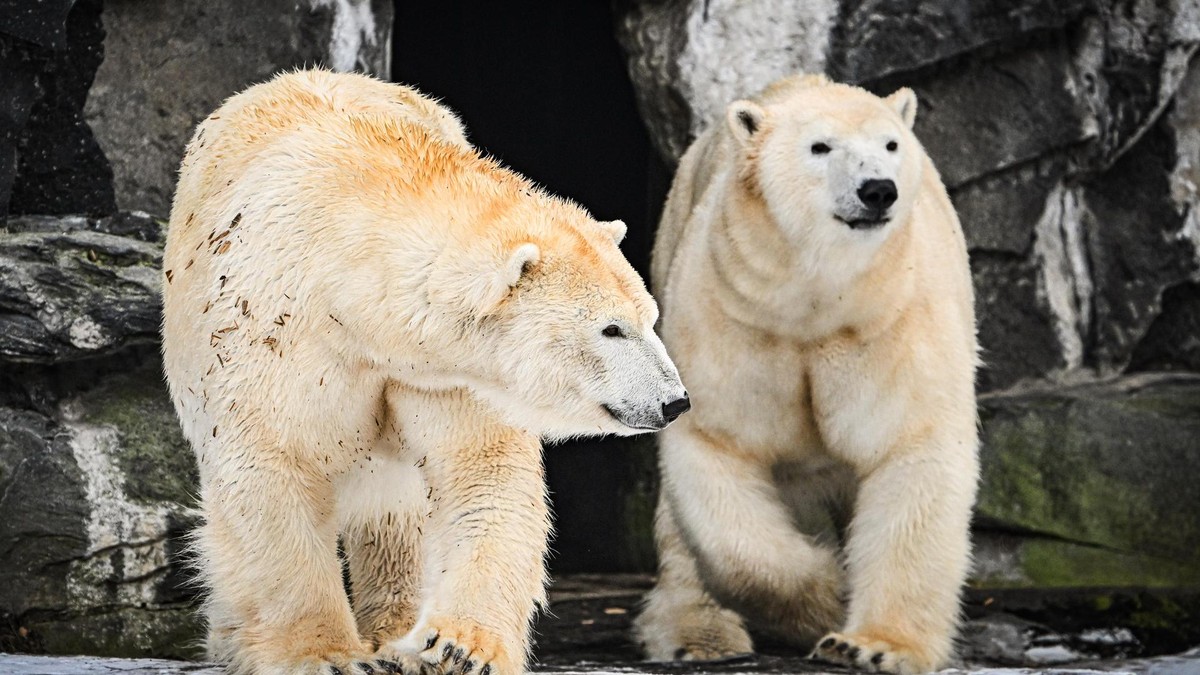 Für die Eisbären-Damen Tonja und Hertha ist es die beste Zeit im Moment.
Neuigkeiten aus dem Tierpark