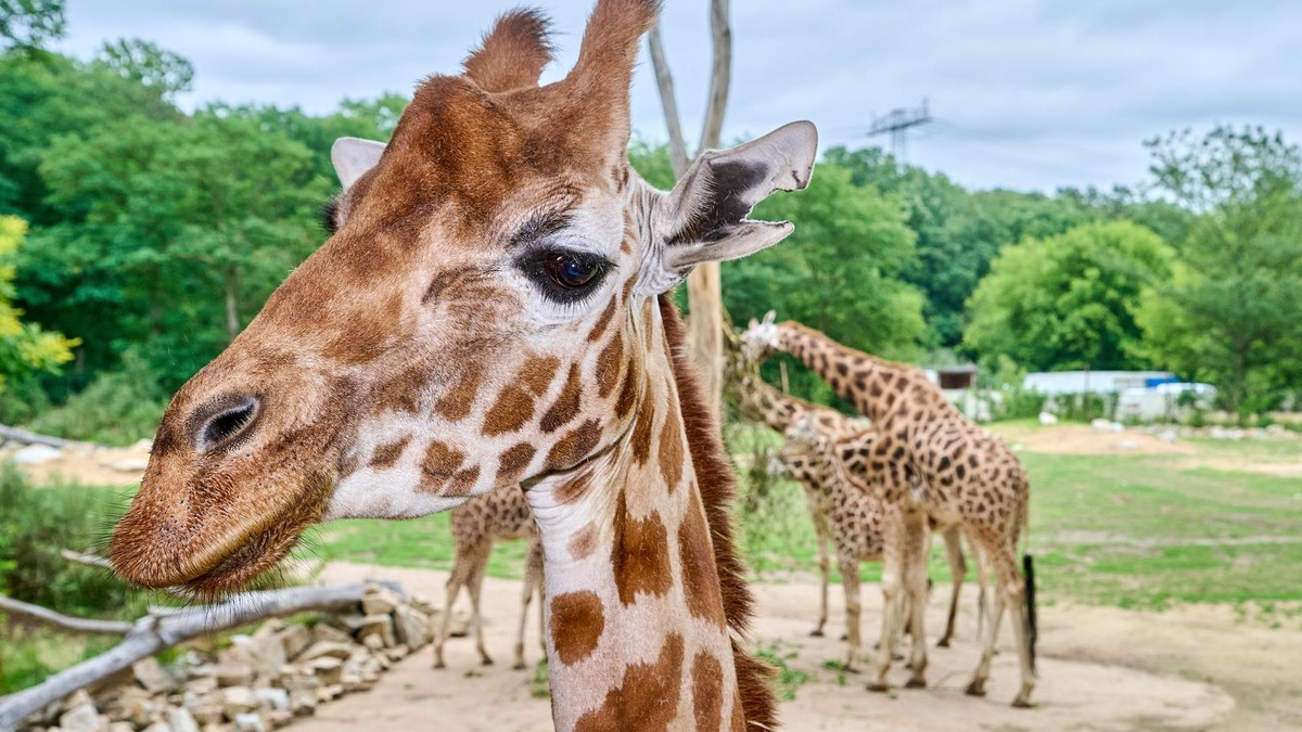 Giraffen Fütterung
Bei Glätte und Kälte sind die Giraffen eher in ihrem Haus zu sehen. Lieblingsort von Finanzsenator Stefan Evers: Tierpark