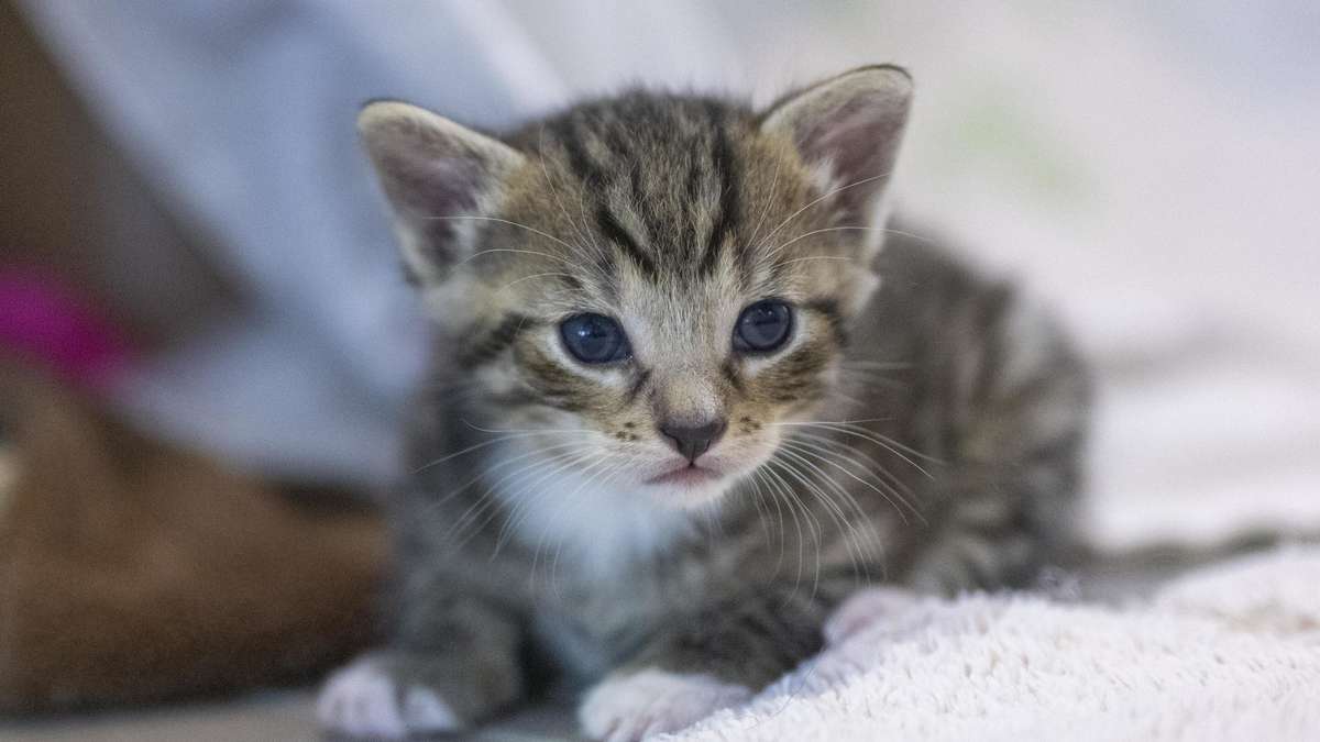 Katzenfamilie in Stadt in Bayern ausgesetzt