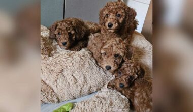 Zwei Tage alte Welpen in Wald ausgesetzt – „Hatten noch Nabelschnurreste“