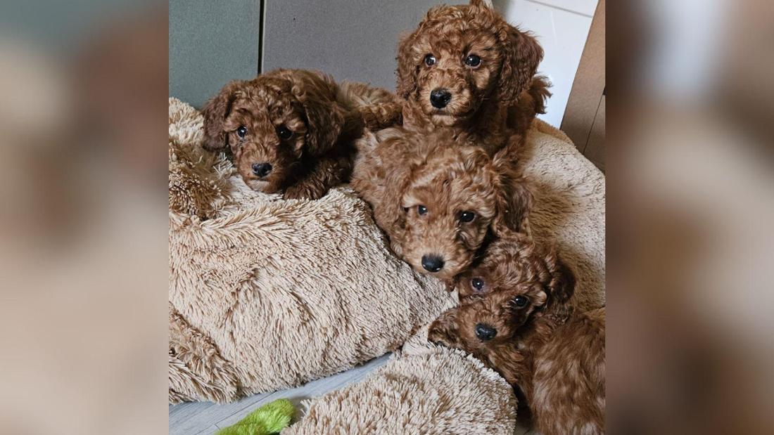 Vier Hundewelpen erlebten einen furchtbaren Start in den Tag.